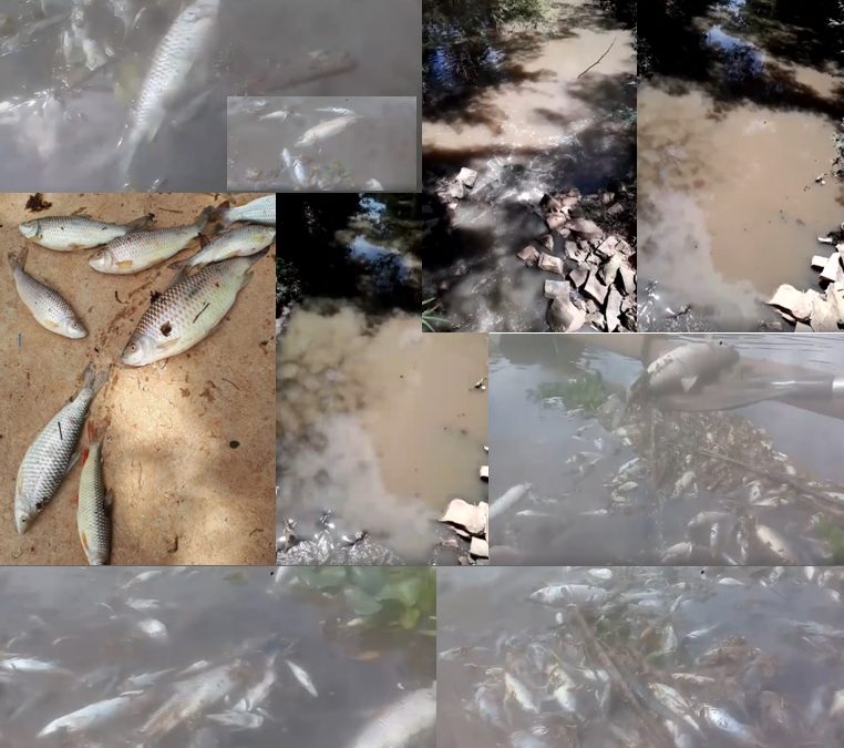 Imagem da notícia: MORTANDADE DE PEIXES NO RIO SAPUCAÍ/MG